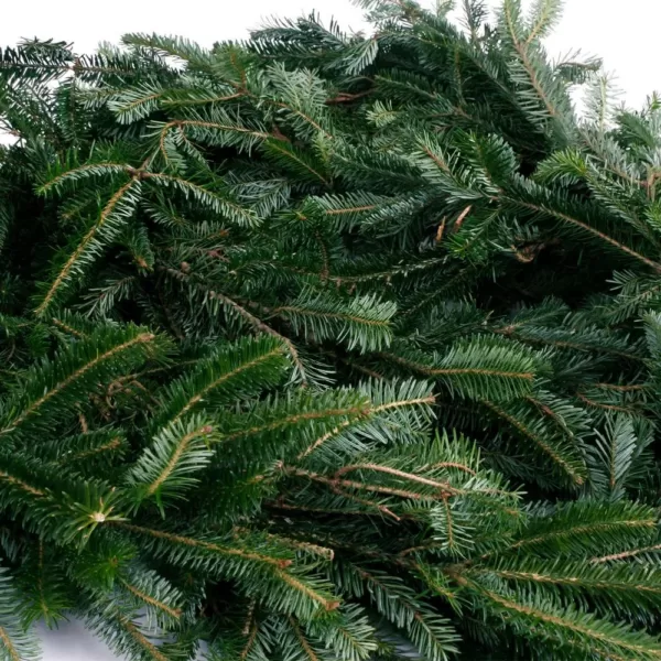 VAN ZYVERDEN 25 ft. Live Fresh Cut Blue Ridge Mountain Fraser Fir Coil Holiday Garland