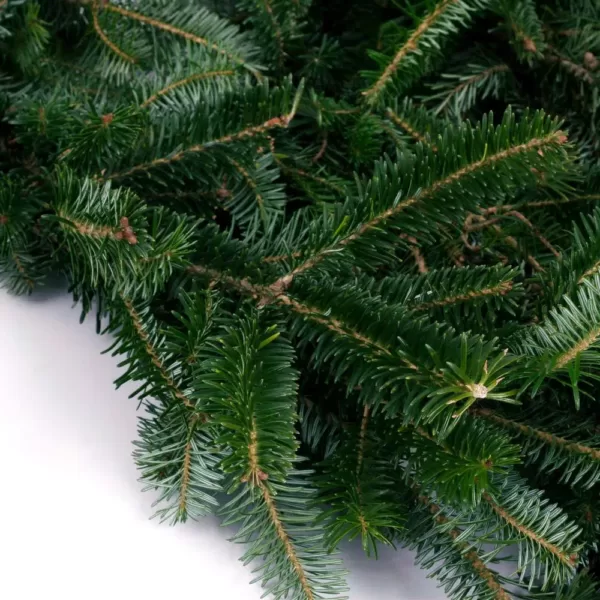 VAN ZYVERDEN 25 ft. Live Fresh Cut Blue Ridge Mountain Fraser Fir Coil Holiday Garland