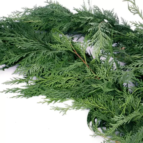 VAN ZYVERDEN 15 ft. Live Fresh Cut Pacific Northwest Cedar Mix Coil Garland