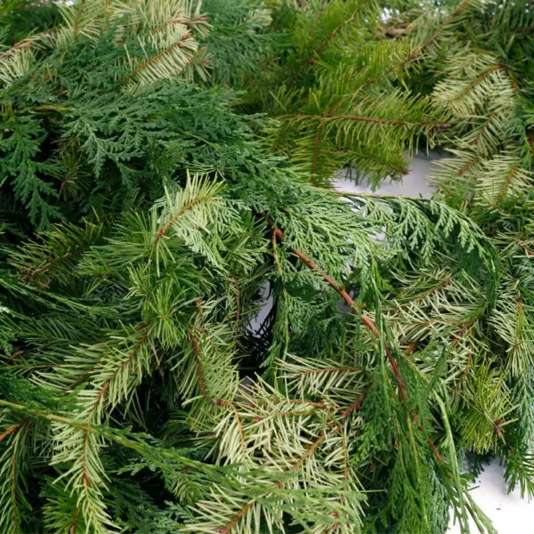 VAN ZYVERDEN 25 ft. Live Fresh Cut Pacific Northwest Douglas and Cedar Mix Coil Garland